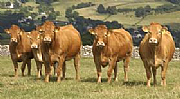 Hampshire Cattle Breeders Society Ltd logo
