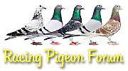 Pigeon Capital Management 2 Ltd logo