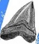 SHARK BYTE DEVELOPMENT Ltd logo