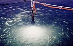 Marine Underwater Lighting image