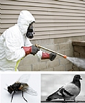 Pest Control Solutions image